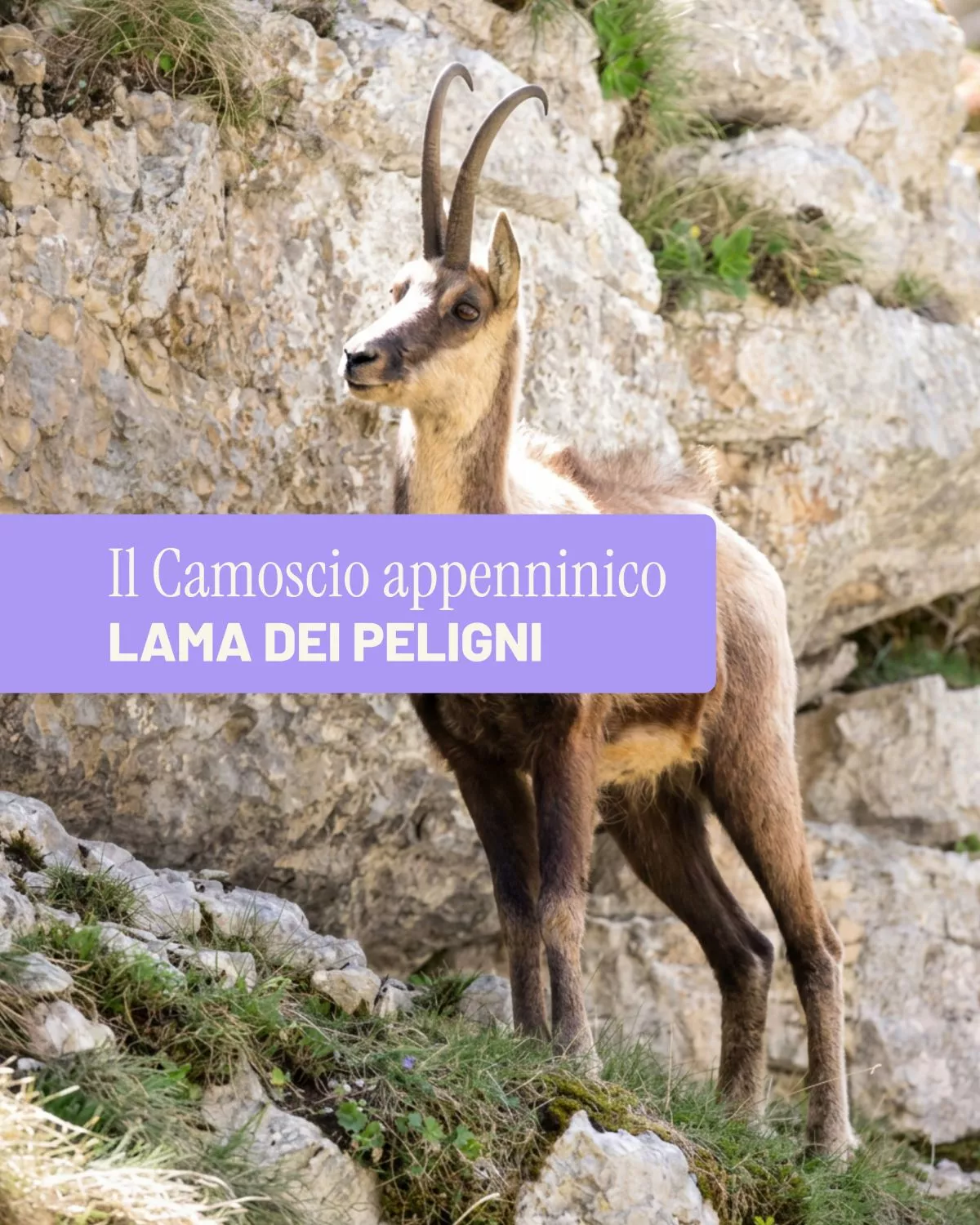 preview Alla scoperta del Camoscio appenninico