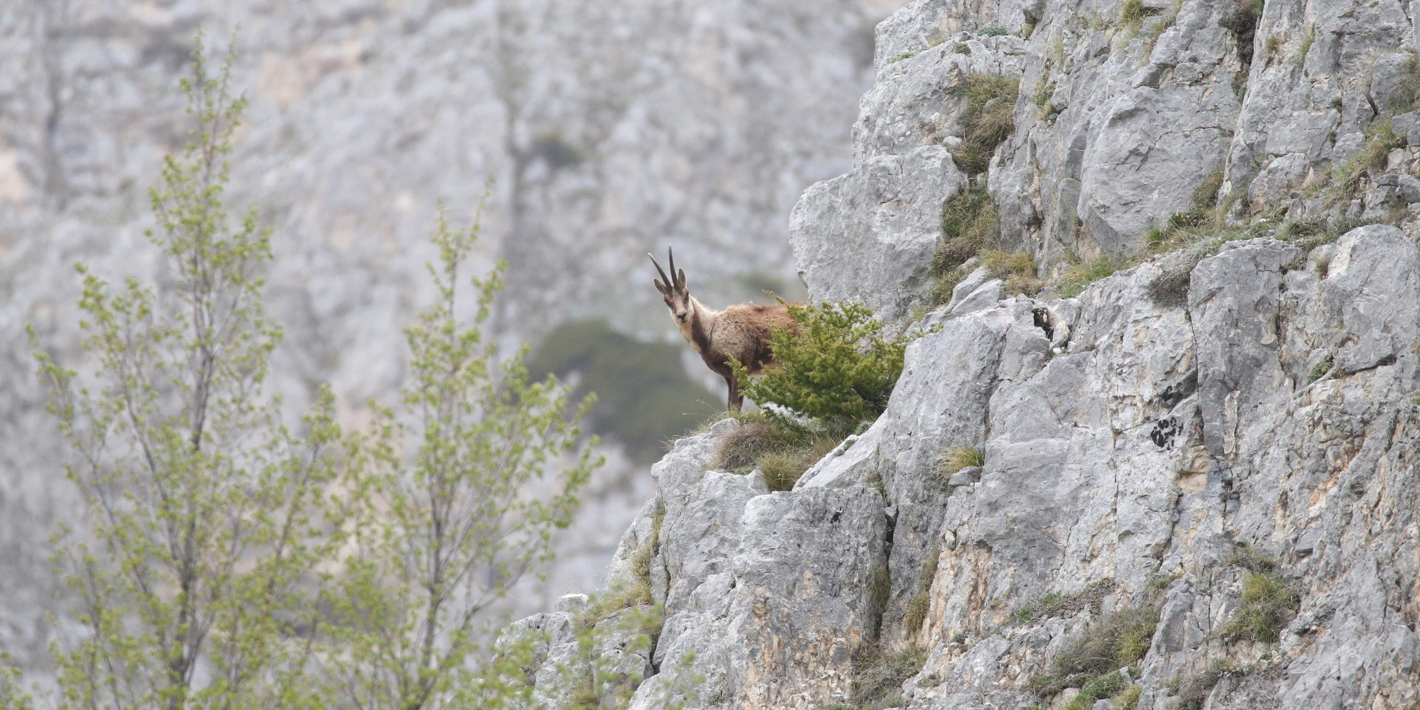 Camoscio appenninico nel parco nazionale della majella visita in area faunistica del camoscio