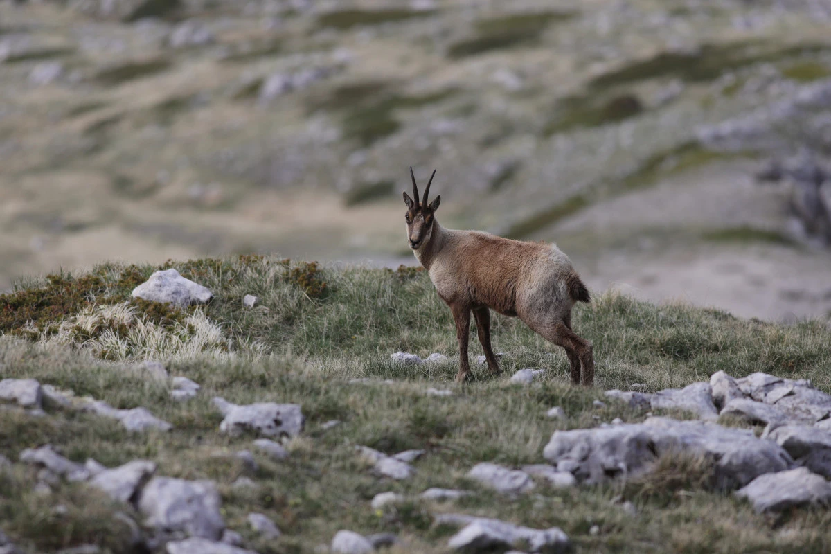 preview Il Camoscio appenninico